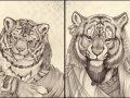 tigers.jpg